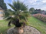 Palmboom te koop, Tuin en Terras, Ophalen, In pot, Palmboom, 400 cm of meer