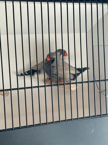 Koppel charcoal bleekrug zebravinken beschikbaar voor biedingen