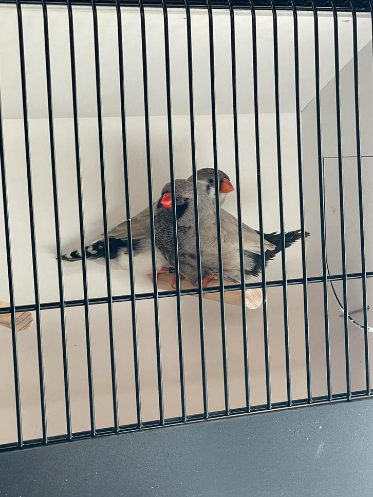 Koppel charcoal bleekrug zebravinken, Dieren en Toebehoren, Vogels | Overige Vogels, Meerdere dieren