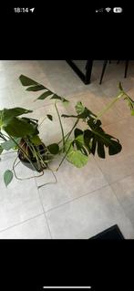 monstera deliciosa gatenplant, Huis en Inrichting, Ophalen