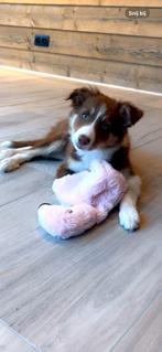 Bordercollie, Dieren en Toebehoren, Honden | Herdershonden en Veedrijvers, België, Fokker | Hobbymatig, 15 weken tot 1 jaar, Collie