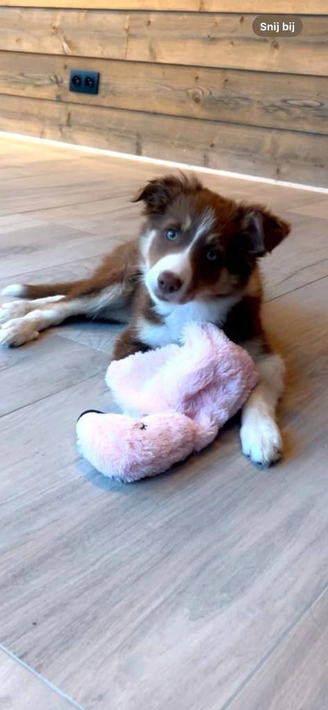 Bordercollie, Dieren en Toebehoren, Honden | Herdershonden en Veedrijvers, Teef, Collie, Fokker | Hobbymatig, Eén hond, België