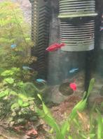 5 stuks cherry barbelen, Enlèvement