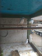 4 witte kanaries, Dieren en Toebehoren, Geslacht onbekend
