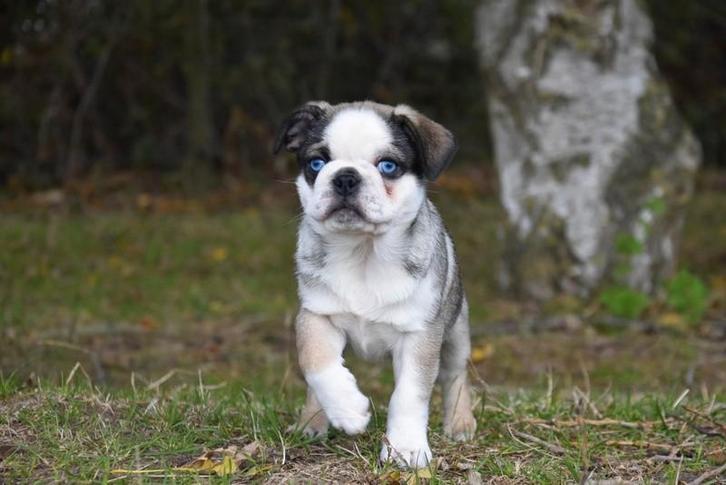 Tricolor Mops pupje, Dieren en Toebehoren, Honden | Bulldogs, Pinschers en Molossers, Meerdere dieren, Overige rassen, Fokker | Professioneel