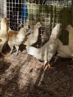 Jonge hennen en hanen, Dieren en Toebehoren, Pluimvee