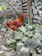 Jonge rosse haan, Dieren en Toebehoren, Pluimvee