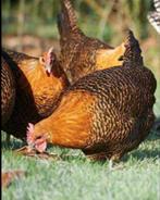 Goudbrakel kippen gezocht, Dieren en Toebehoren, Pluimvee