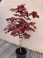 Acer Palmatum “Bloodgood”, Overige soorten, Lente, 100 tot 250 cm, Ophalen