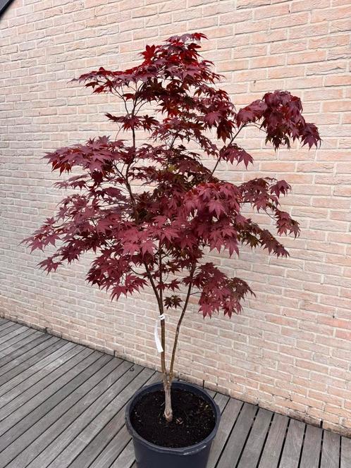 Acer Palmatum “Bloodgood”, Tuin en Terras, Planten | Bomen, Overige soorten, 100 tot 250 cm, Volle zon, Lente, In pot, Ophalen
