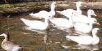 witte mandarijneenden, Dieren en Toebehoren, Pluimvee, Meerdere dieren, Eend