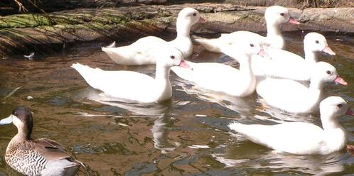 witte mandarijneenden, Dieren en Toebehoren, Pluimvee, Eend, Meerdere dieren