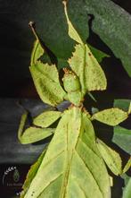 CRYPTOPHYLLIUM SP. „XISHUANGBANNA” -eieren (x10), Wandelende tak