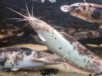 Clarius batrachus/wandelende meerval