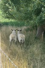 Ramlam, Dieren en Toebehoren, Mannelijk, Schaap, 0 tot 2 jaar
