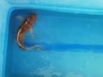 Vlinderkoi te koop - 30cm, Dieren en Toebehoren, Vissen | Vijvervissen, Karper of Koi