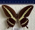 Papilio gigon VLINDERS, Ophalen of Verzenden, Zo goed als nieuw