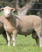 GEZOCHT il de france of poll dorset ram, Dieren en Toebehoren