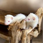 Jeunes furetons femelles (furets), Dieren en Toebehoren, Knaagdieren, Vrouwelijk, Fret, Tam