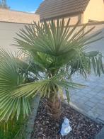 Palmboom, Tuin en Terras, Planten | Bomen, Ophalen of Verzenden, Palmboom