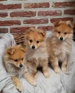 Keeshondjes, sociaal, kindvriendelijk, Dieren en Toebehoren, Honden | Poolhonden, Keeshonden en Oertypen, België, Fokker | Hobbymatig