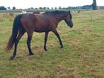 6 jarige d-pony ruin klaar om te beleren, Dieren en Toebehoren, Paarden, Onbeleerd, Ontwormd, Ruin