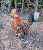 Sabelpootkriel hen/ hennentje/ sabel hen te koop, Dieren en Toebehoren, Pluimvee, Vrouwelijk, Kip