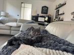 Britse korthaar kitten, Poes, Gechipt, 0 tot 2 jaar