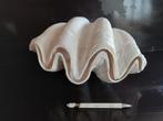 Doopvontschelp Tridacna gigas, Ophalen