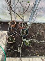 Vijgenboompjes, Tuin en Terras, Planten | Tuinplanten, Ophalen, Vaste plant, Fruitplanten, Volle zon