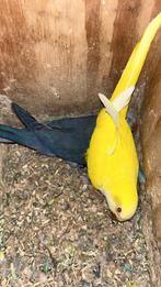 Conure souris, Ophalen