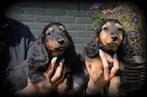 Teckel pups langhaar, Dieren en Toebehoren, België, Reu, CDV (hondenziekte), 8 tot 15 weken