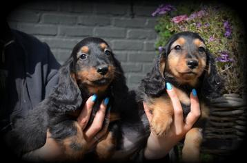 Teckel pups langhaar beschikbaar voor biedingen