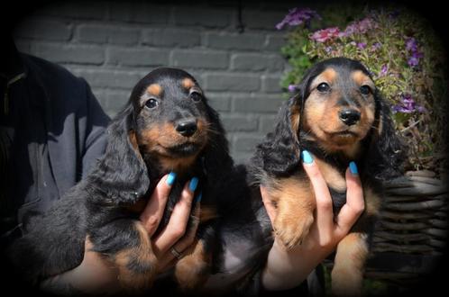 Teckel pups langhaar, Dieren en Toebehoren, Honden | Teckels en Dashonden, Reu, Langhaar, Dwerg, Fokker | Professioneel, Meerdere