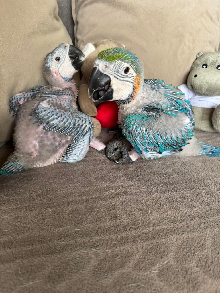 *Disponible s réservation*Aras bleu-jaune super apprivoisés, Animaux & Accessoires, Oiseaux | Perruches & Perroquets, Perroquet