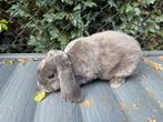 Rex widder voedster, Dieren en Toebehoren, Vrouwelijk, Dwerg, Hangoor, 0 tot 2 jaar