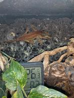 Waterspuwergekko mannetje 2-3 jaar oud in 29 g met hergroeis, Hagedis, 0 tot 2 jaar