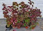 Siernetels / dovenetels / coleus t.v.v. Kinderkankerfonds, Ophalen, Overige soorten, Minder dan 100 cm, Volle zon