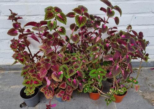 Siernetels / dovenetels / coleus t.v.v. Kinderkankerfonds, Huis en Inrichting, Kamerplanten, Overige soorten, Minder dan 100 cm