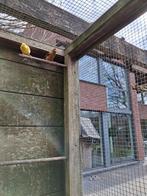 Mooie Kanaries van voorjaar 2025, Dieren en Toebehoren