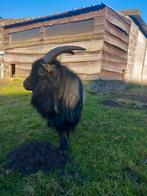 Dwerggeit te koop, Dieren en Toebehoren, Schapen, Geiten en Varkens, Mannelijk, Geit, 6 jaar of ouder