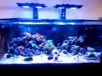 Zeeaquarium, Dieren en Toebehoren, Ophalen, Gebruikt, Gevuld zeewateraquarium