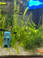 Guppies pour bébés à vendre