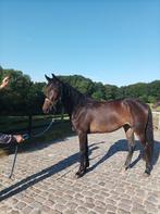 Paard te koop, Gechipt, Merrie, 160 tot 165 cm, Niet van toepassing
