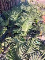 Op zoek naar palmbomen Viveros Playa De Palmas, Tuin en Terras, Ophalen of Verzenden