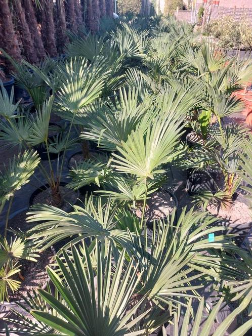 Op zoek naar palmbomen Viveros Playa De Palmas, Tuin en Terras, Bloembollen en Zaden, Ophalen of Verzenden