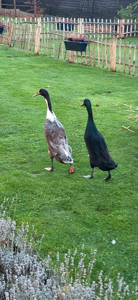 Indische loopeenden woerden, Dieren en Toebehoren, Pluimvee