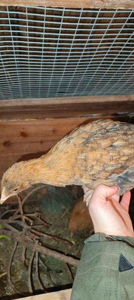Kuikens legkippen 2 maand oud, Dieren en Toebehoren, Pluimvee, Kip, Meerdere dieren