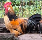 Brabantse hoen  kwartel  hanen, Animaux & Accessoires, Poule ou poulet