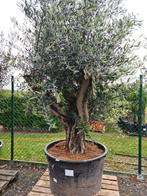 Olijfboom Olea Europaea mooi vertakt, Jardin & Terrasse, Plantes | Arbres, Olivier, Enlèvement
